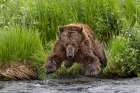 Alaskan brown bear along Alagnak River, Alaska. Art Print